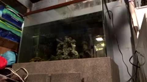 33adidas online show from April 10, 8:19 am