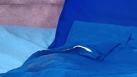 Snapshot of _aniisha_ chatting on October 5, 11:23 pm Any online show from October 5, 11:23 pm
