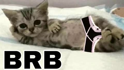 miko3 online show from December 14, 8:48 pm