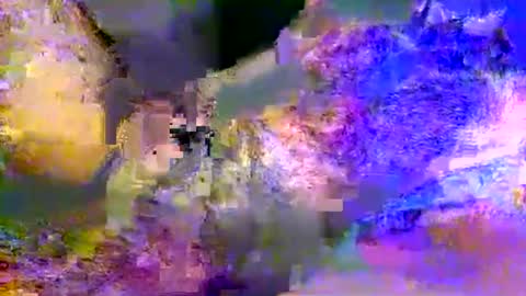 People call me AP  online show from May 19, 11:06 am