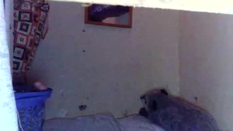 loise online show from January 11, 4:40 am