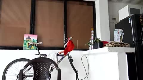 alexpereira15 online show from December 7, 2:08 pm