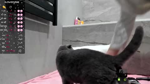 Snapshot of amirastar chatting on October 1, 7:29 am   Amira  Lush     Domi   is active  Open Pvt Welcome to the world of pleasure online show from October 1, 7:29 am