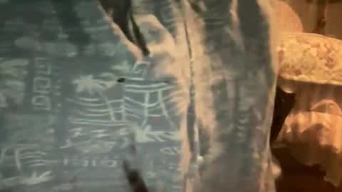 bammyboy29 online show from November 12, 1:41 am