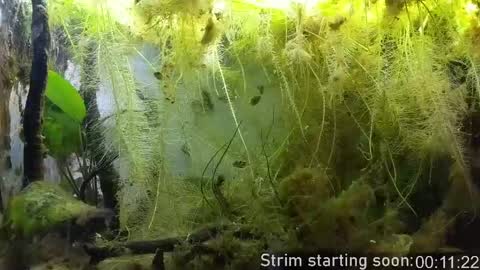 Booker Baxton online show from March 31, 2:56 am