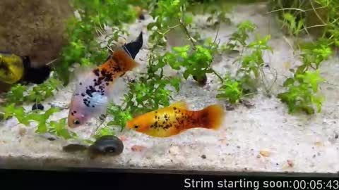 Booker Baxton online show from November 14, 4:03 am