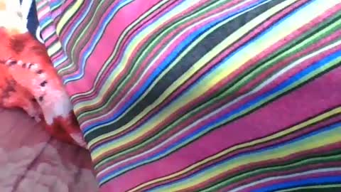 chantale483461 online show from July 4, 6:17 am