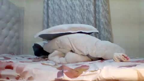 carmen online show from February 14, 4:04 am