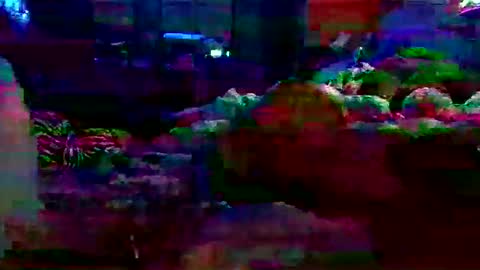 dabangaz4life online show from December 7, 9:00 am