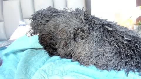 karol  online 2pm until 830 online show from February 26, 12:52 am