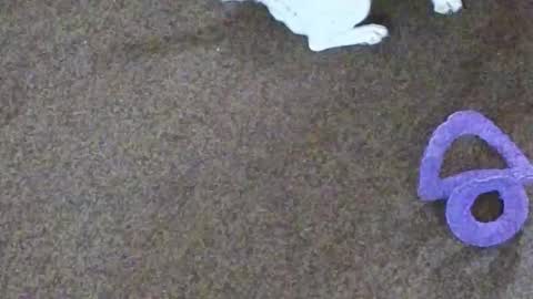 Niki Doll online show from October 29, 10:06 am