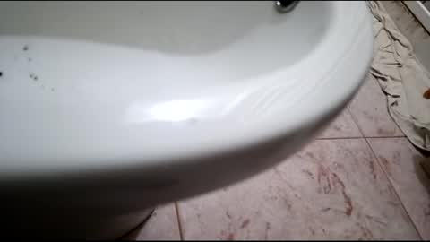 dthedog12 online show from February 24, 7:52 pm