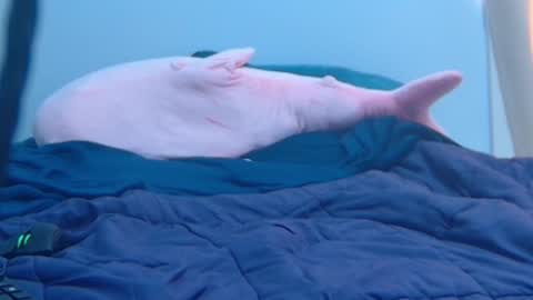 FE fee online show from February 27, 9:25 pm