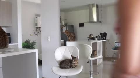 insta Laupalacio777Next stream 01th December online show from February 23, 6:12 pm