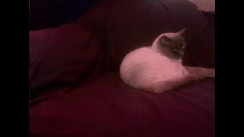 hopps28 online show from March 1, 10:13 am