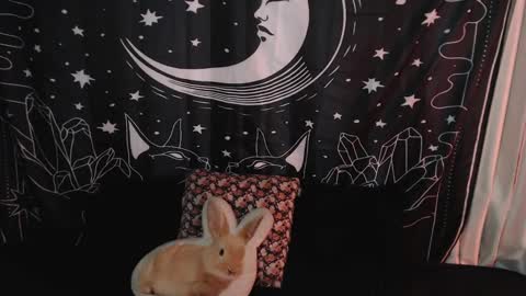    online show from January 7, 10:41 pm