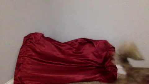 iysisfv online show from October 21, 4:50 am