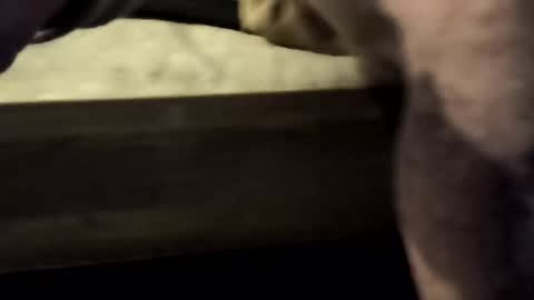 jojobrauer online show from January 18, 4:43 am