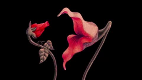 katsuro online show from October 16, 9:24 pm