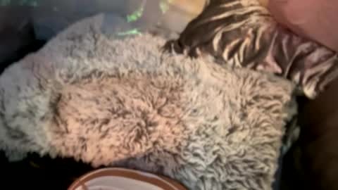 Kissah Kreampuff online show from December 29, 8:11 am