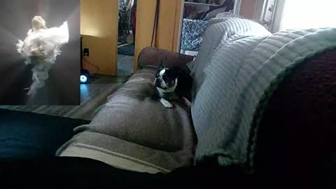 kodiakpm1 online show from November 18, 11:15 pm