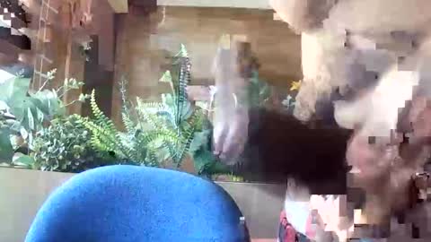 loboxavi online show from November 10, 3:04 pm