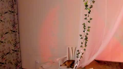 Snapshot of mish_ka3 chatting on December 26, 8:00 pm Misha online show from December 26, 8:00 pm