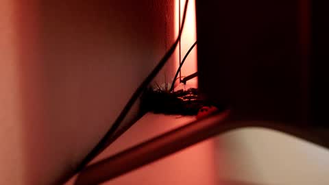 Snapshot of mrstenderbeast chatting on March 1, 6:11 pm YOUR OWNER online show from March 1, 6:11 pm