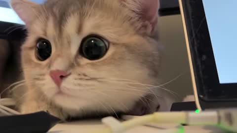 Sun or Luna online show from February 20, 8:25 pm