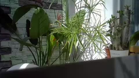 owl35 online show from April 22, 6:42 am