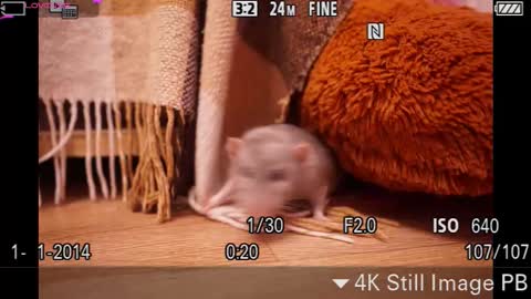 roxysuh online show from February 1, 7:05 am