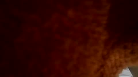 samueltal online show from February 20, 8:55 pm