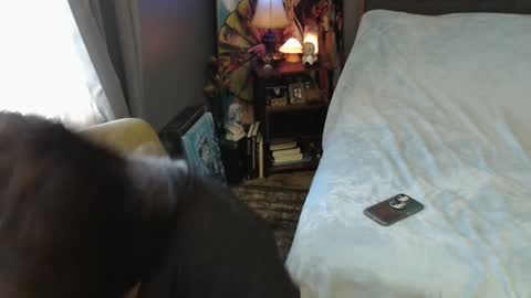 Tara online show from February 2, 4:00 pm