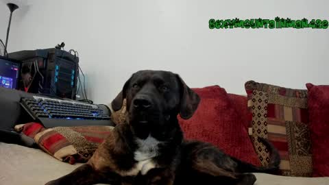 Sexymountainman420 online show from April 3, 12:39 am