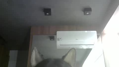skinnykittencam online show from February 11, 8:29 am