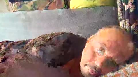 srekos38 online show from October 23, 9:44 am