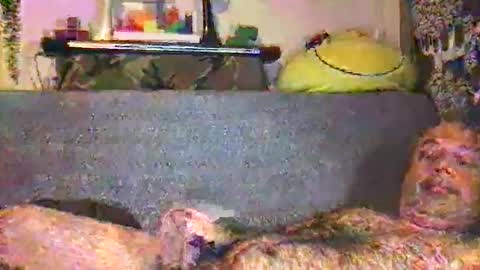 srekos38 online show from December 16, 1:13 am