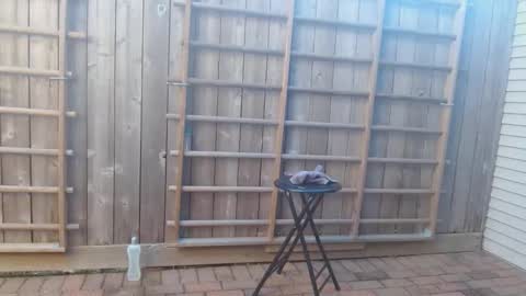 srtxshow online show from December 19, 10:21 pm