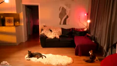 Lika ginger  Jessy blond   online show from April 16, 2:11 am