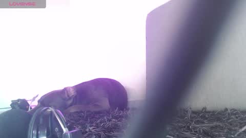   Thomas    online show from April 1, 7:22 pm