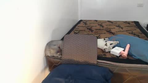 celeste online show from April 10, 7:35 am