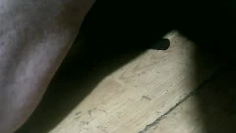 wolfbo6699 online show from November 22, 5:06 am